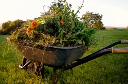 Wheelbarrow filled with garden waste, grass, and flowers during a garden clean up in Perth.