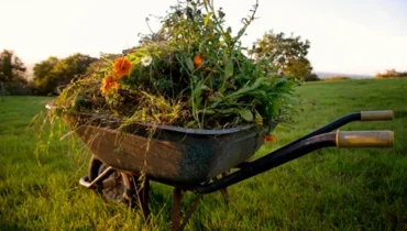 Wheelbarrow filled with weeds, grass, and flowers collected during a garden clean up in Perth.