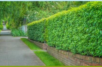 hedge trimming services perth
