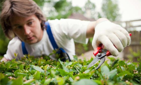 A gardener carefully trimming green bushes with pruning shears in a garden.
