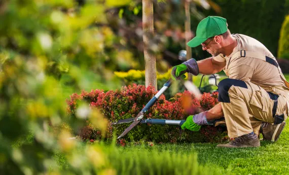 Gardening Services perth A professional gardener trimming bushes with hedge clippers in a well-maintained garden.