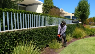 A landscaper trimming a lush hedge with a hedge trimmer in front of a modern building on a sunny day, with ornamental grasses and trees in the background.