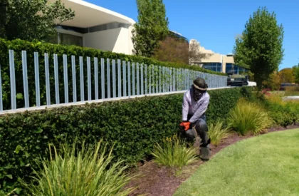 A landscaper trimming a lush hedge with a hedge trimmer in front of a modern building on a sunny day, with ornamental grasses and trees in the background.