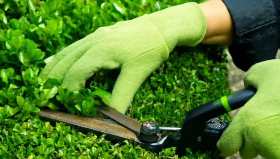 A person wearing lime green gloves carefully trims a dense hedge with pruning shears, focusing on the precise cutting motion amidst the lush greenery.