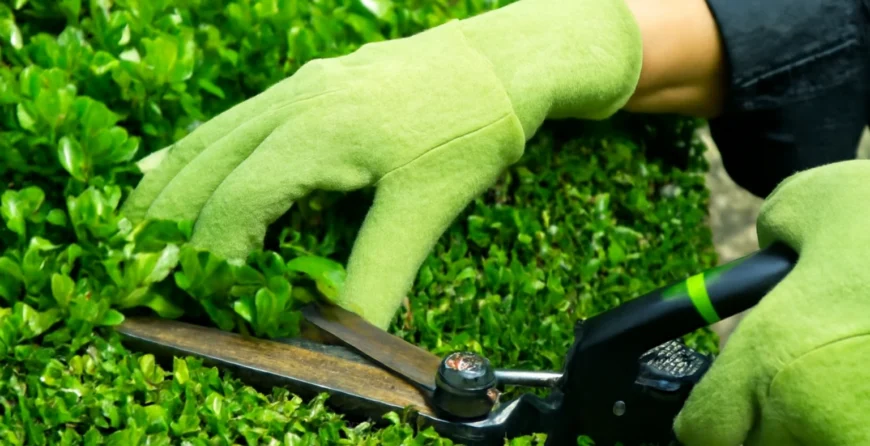 A person wearing lime green gloves carefully trims a dense hedge with pruning shears, focusing on the precise cutting motion amidst the lush greenery.
