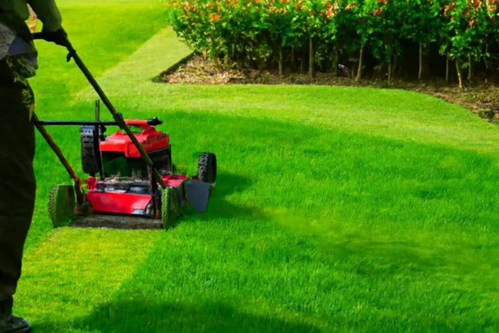 hedge trimming services