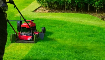 hedge trimming services