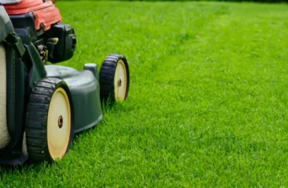 hedge trimming services