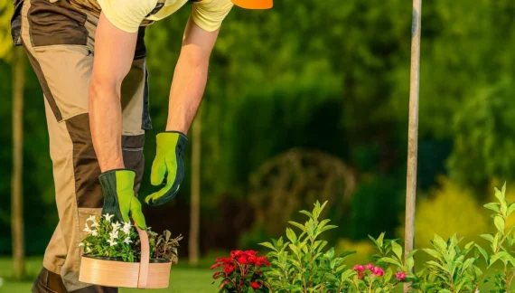 Gardener performing best garden maintenance services by planting colorful flowers and arranging plants in a well-kept garden