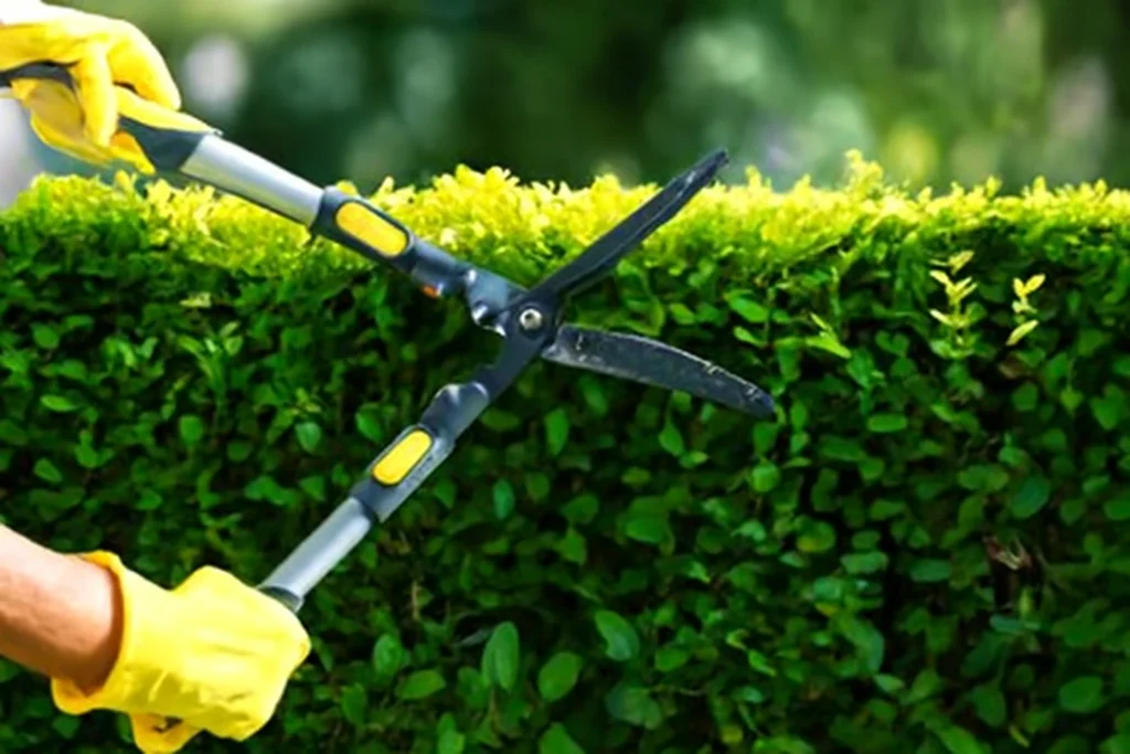 Expert garden maintenance services designed to keep your garden healthy and well-maintained throughout the year.