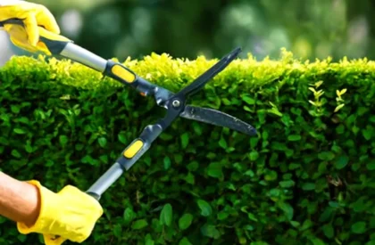 Expert garden maintenance services designed to keep your garden healthy and well-maintained throughout the year.