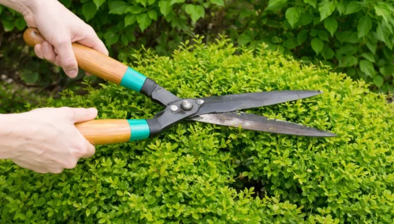 garden maintenance